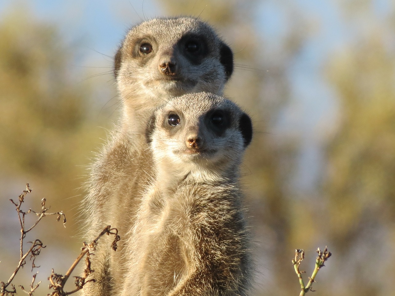 Image - meerkat animal wild wildlife