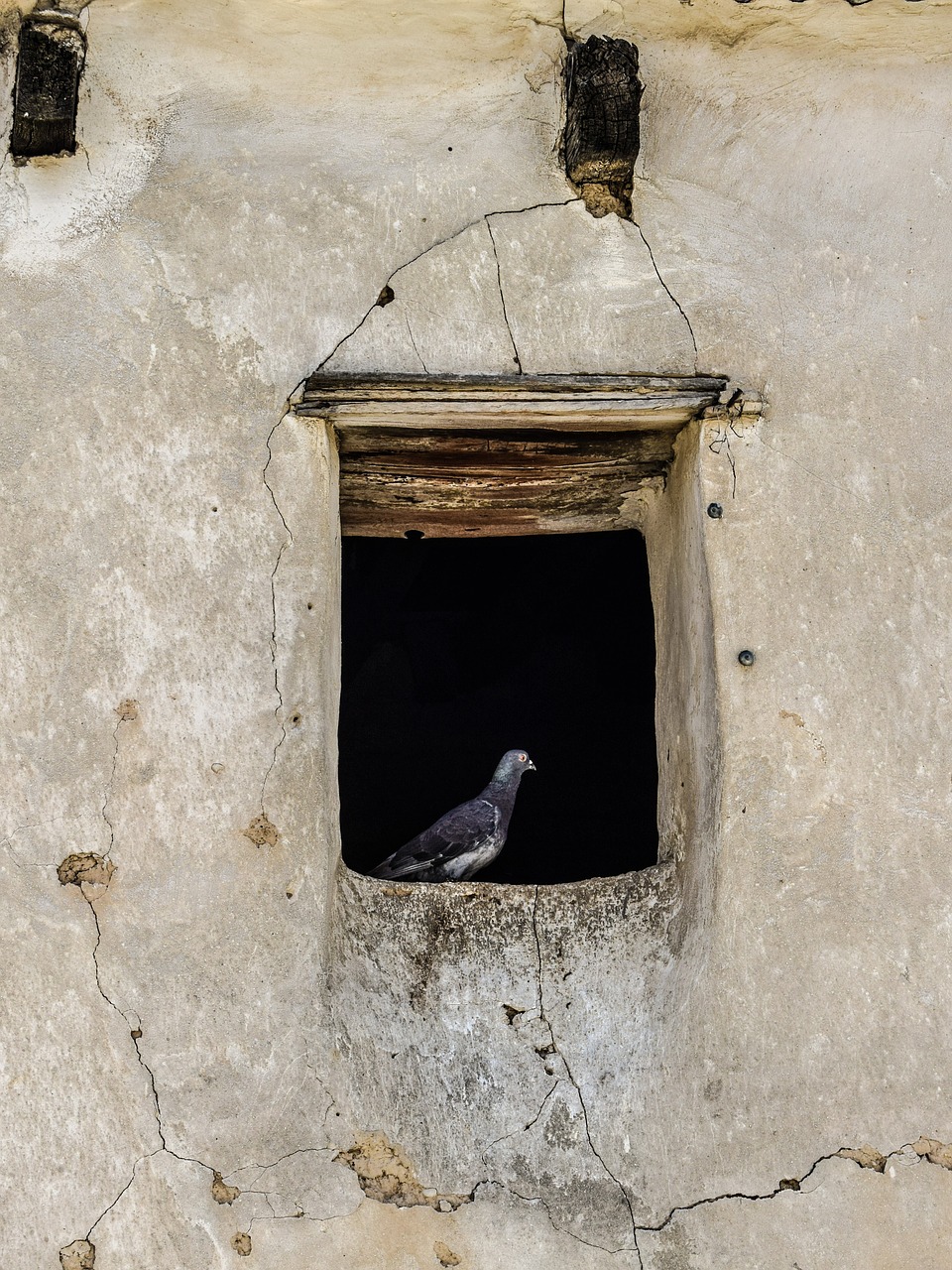 Image - window pigeon old house abandoned