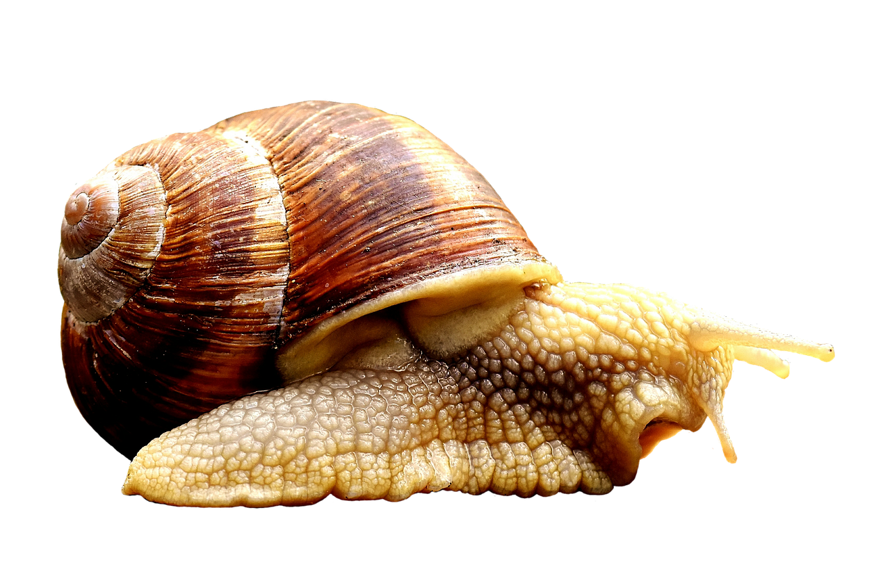 Image - snail animal home crawl shell