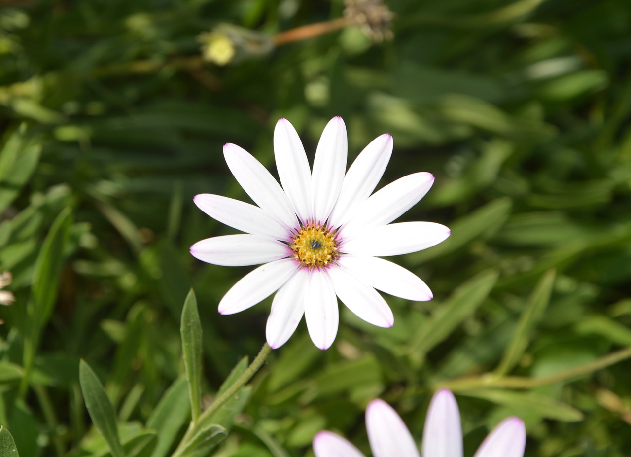Image - flower white petals garden massif