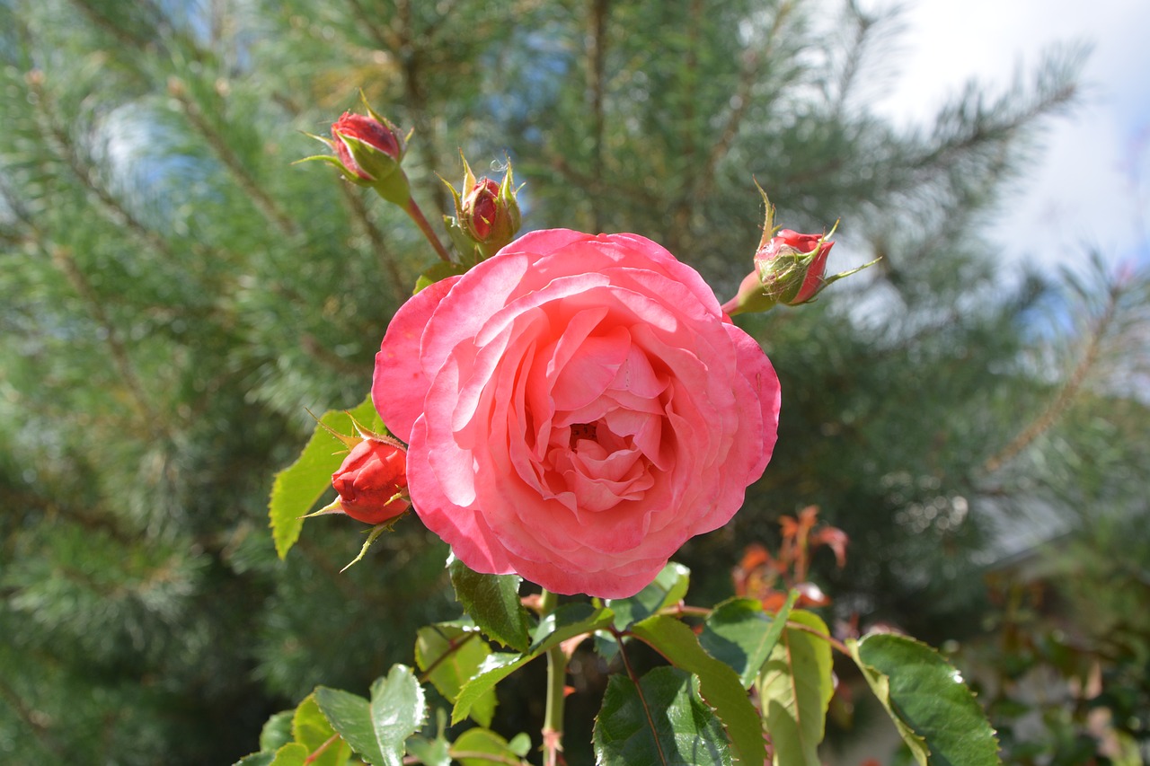 Image - roses rosebuds petals nature