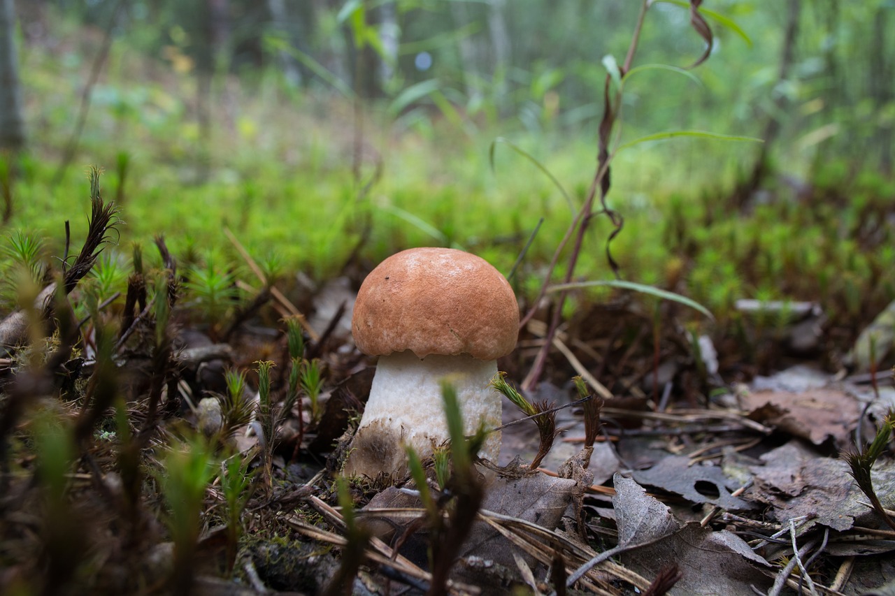 Image - orange cap boletus mushroom summer