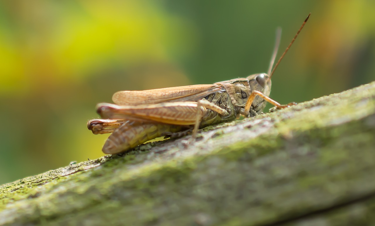 Image - grasshopper macro insect closeup