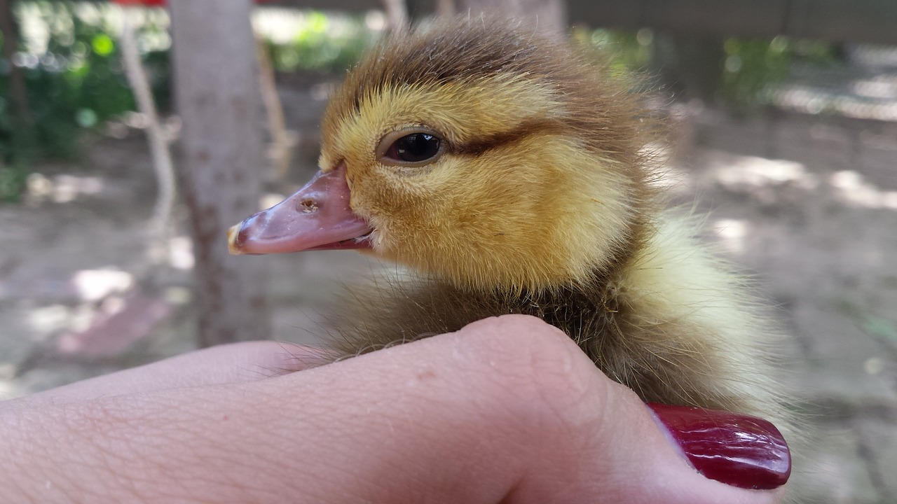 Image - ducklings little ducklings village