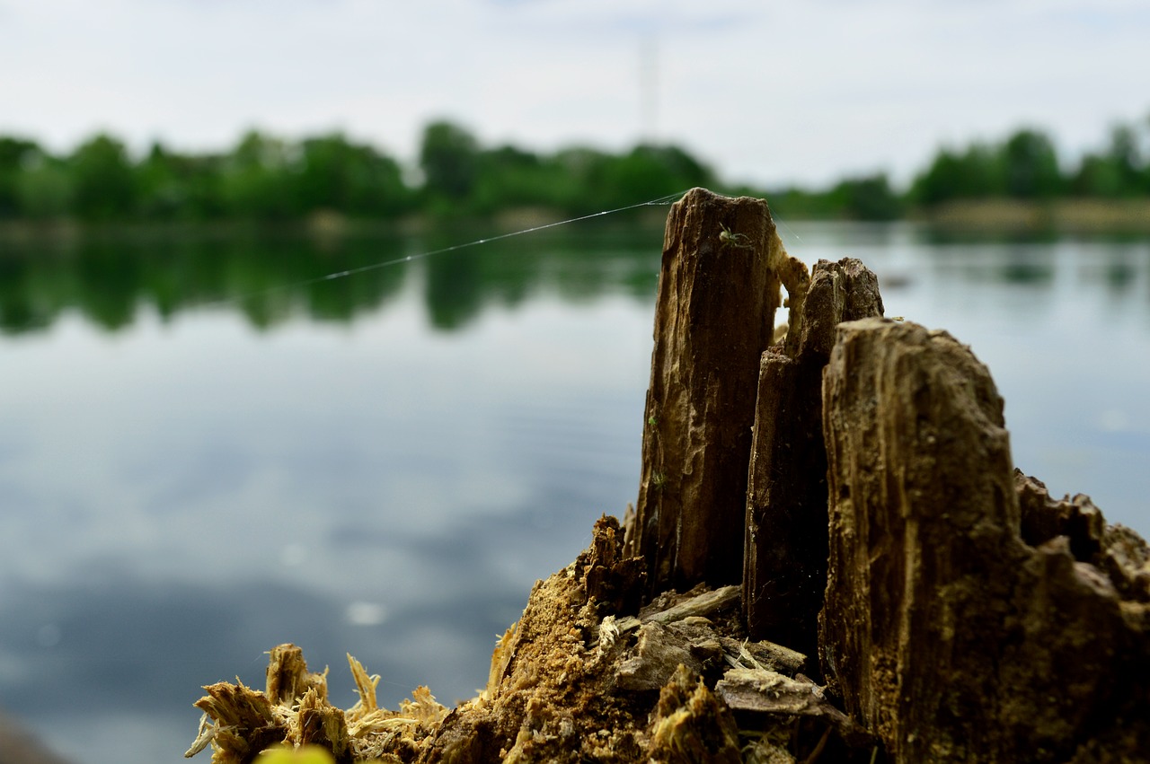 Image - tree stump lake nature water