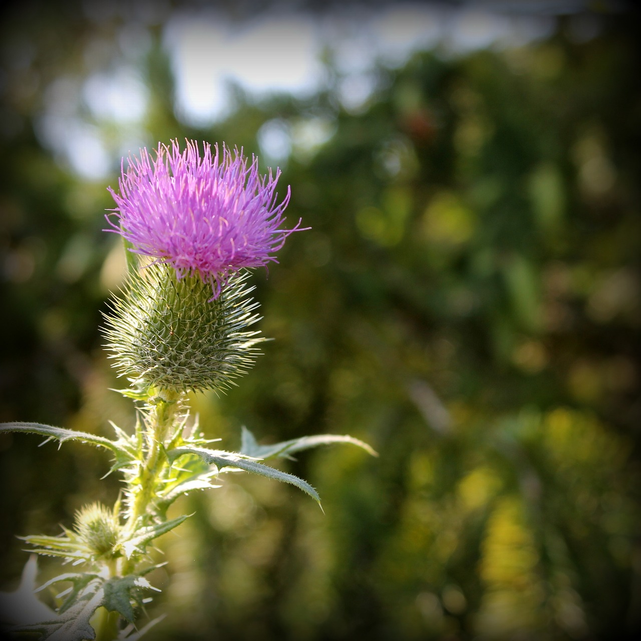 Image - thistle weed purple wildflower
