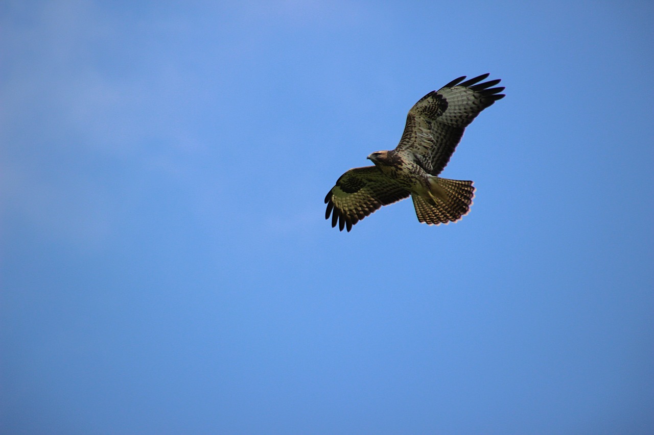 Image - common buzzard bird of prey float