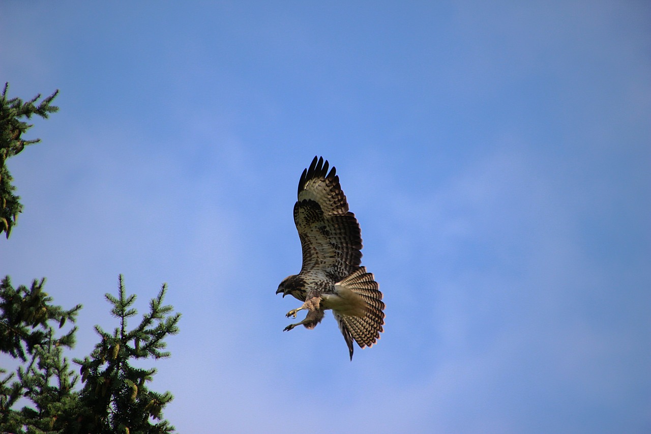 Image - common buzzard bird of prey claws