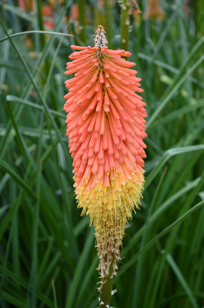 Image - floral nature multi color