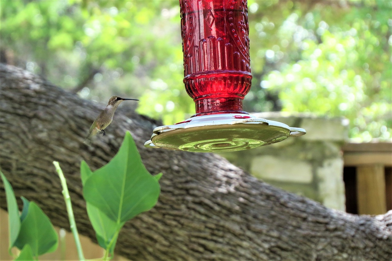 Image - bird feeder red humming bird