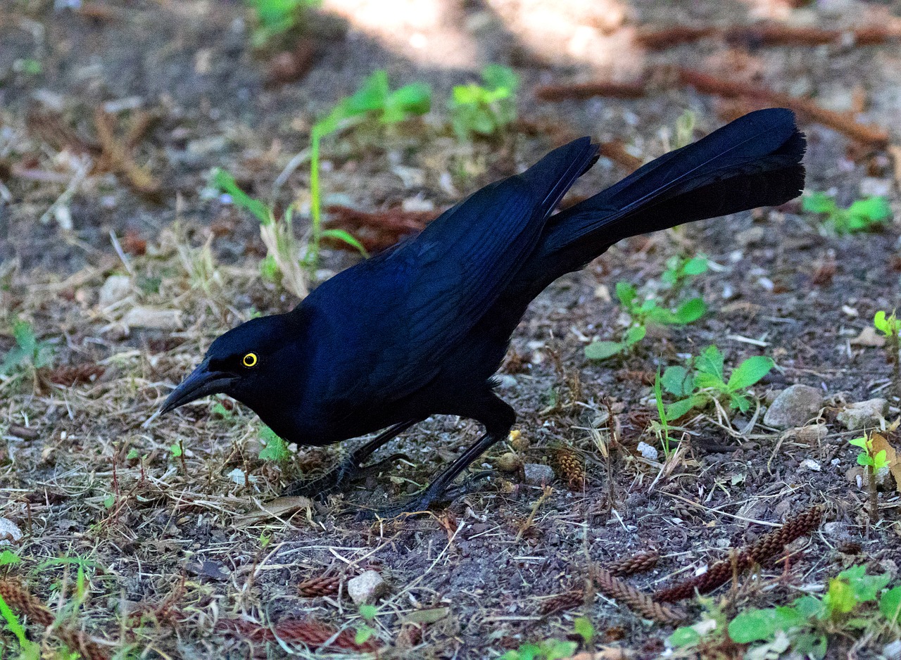 Image - cuba black bird great tailed grackle