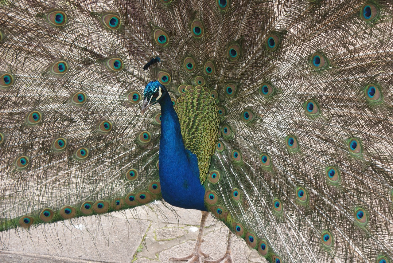 Image - beautiful peacock full tail b blue