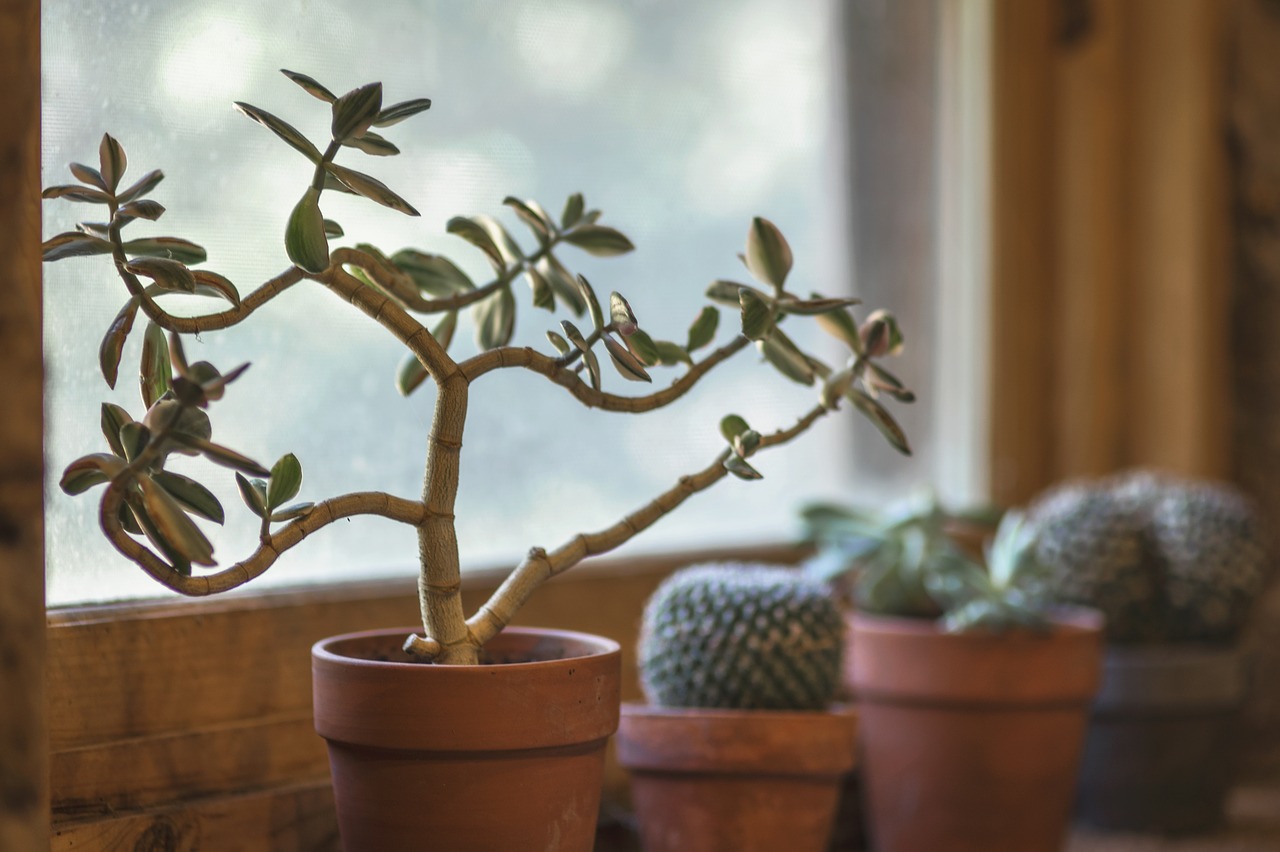 Image - cactus window kitchen pot interior