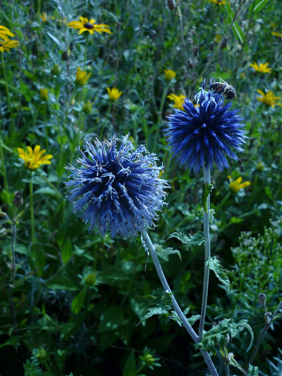 Image - flower globe thistle nature blossom