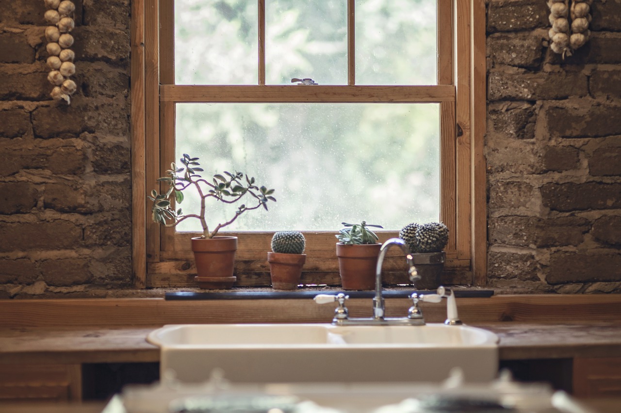 Image - garlic cactus window nature green