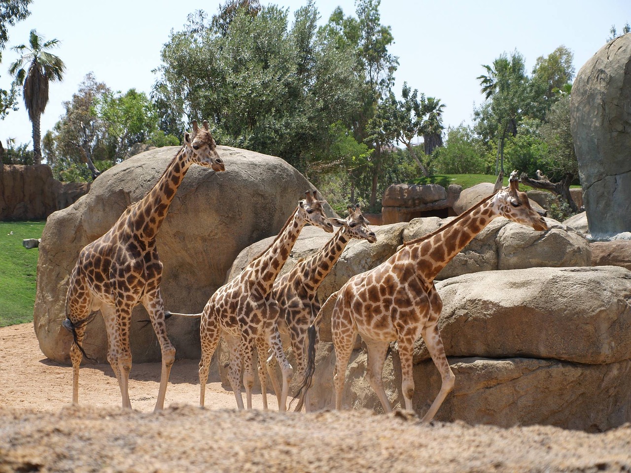 Image - giraffes giraffe bioparc