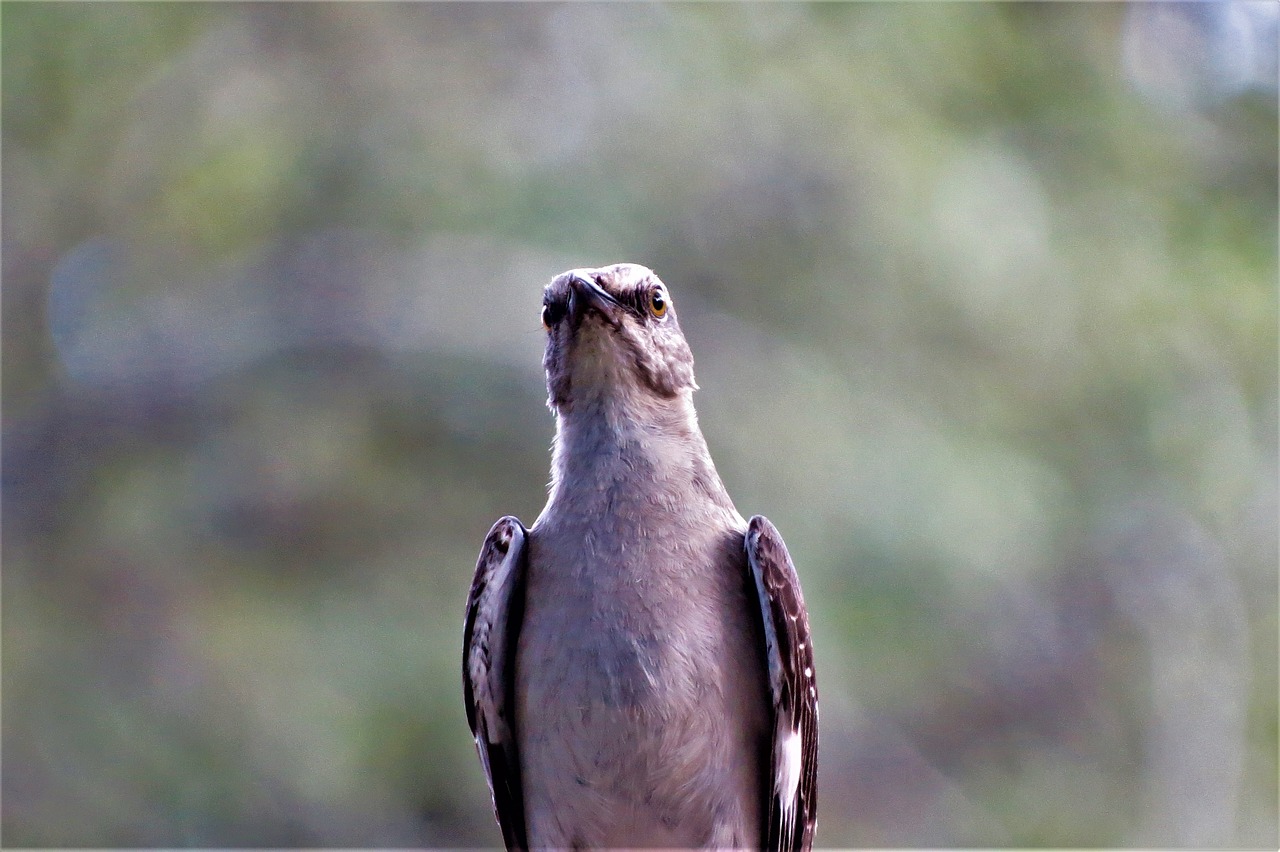 Image - bird mocking bird songbird wildlife