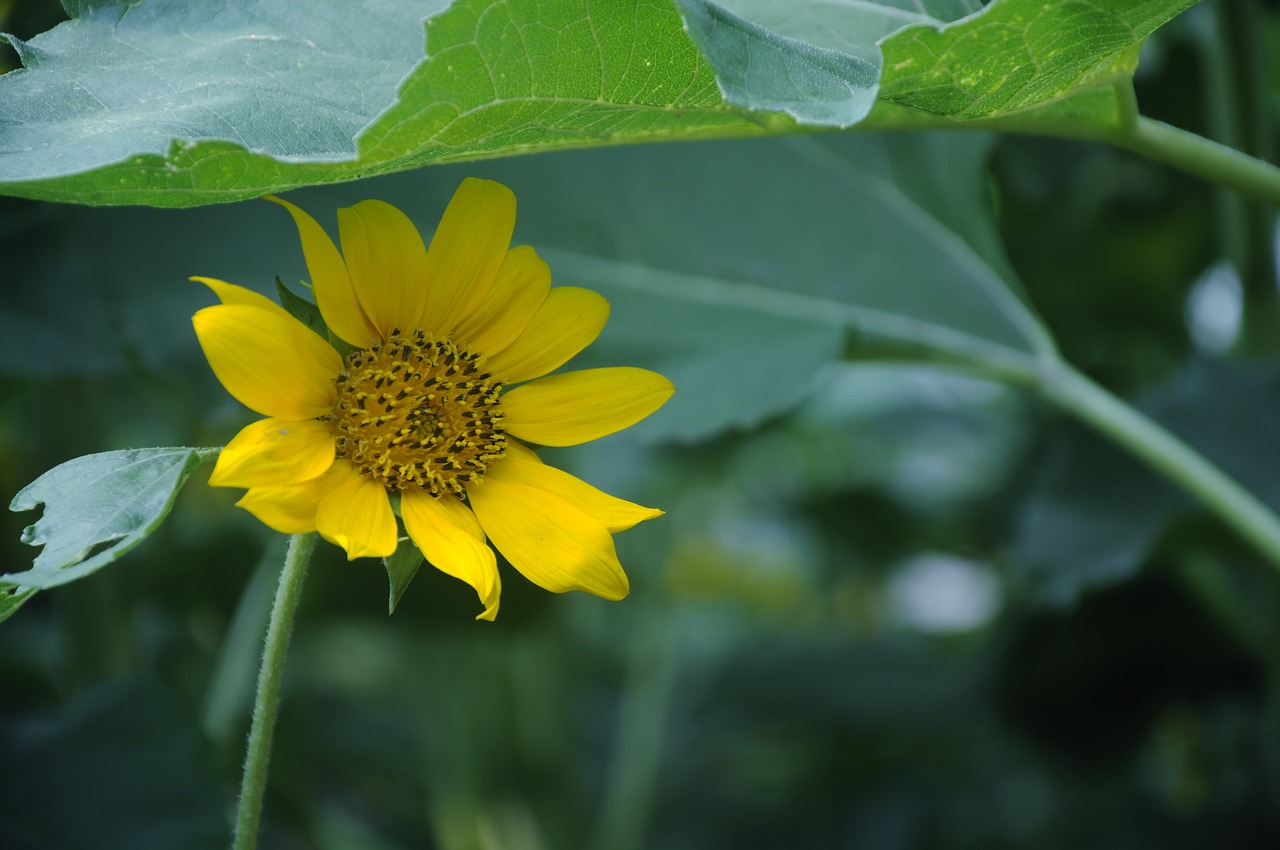 Image - towards day nightshade