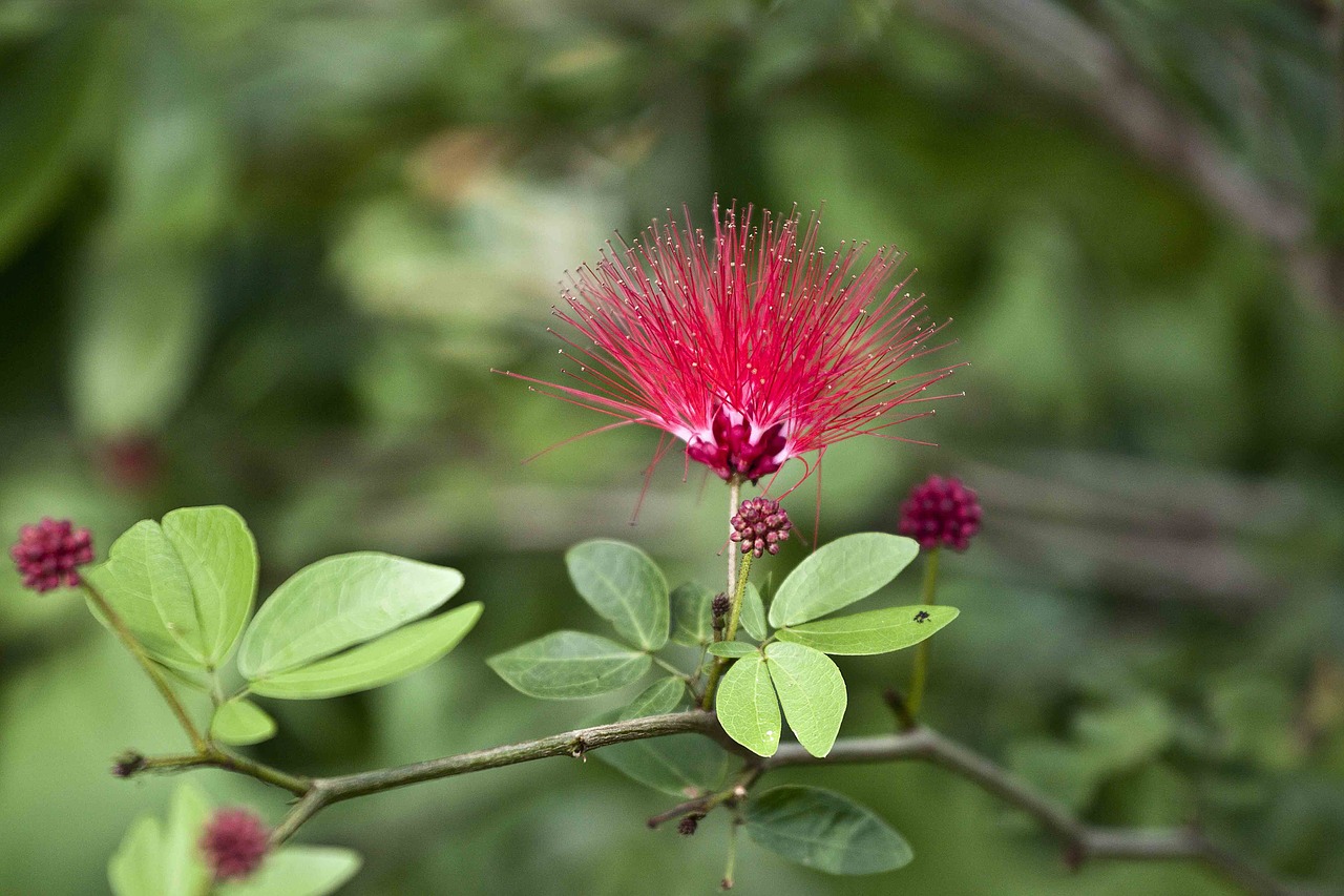 Image - flowering flaming passion plant