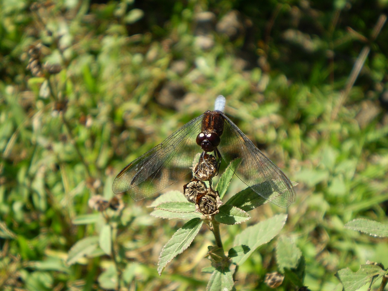 Image - dragonfly old water insect hostal