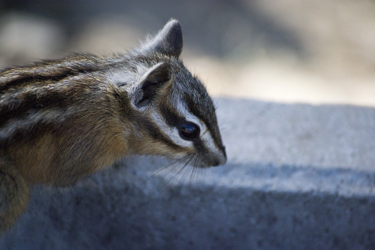 Image - chipmunk squirrel mammal rodent