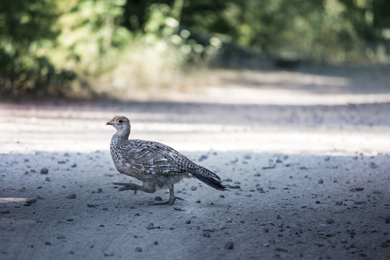 Image - bird grouse hunting hide hiding