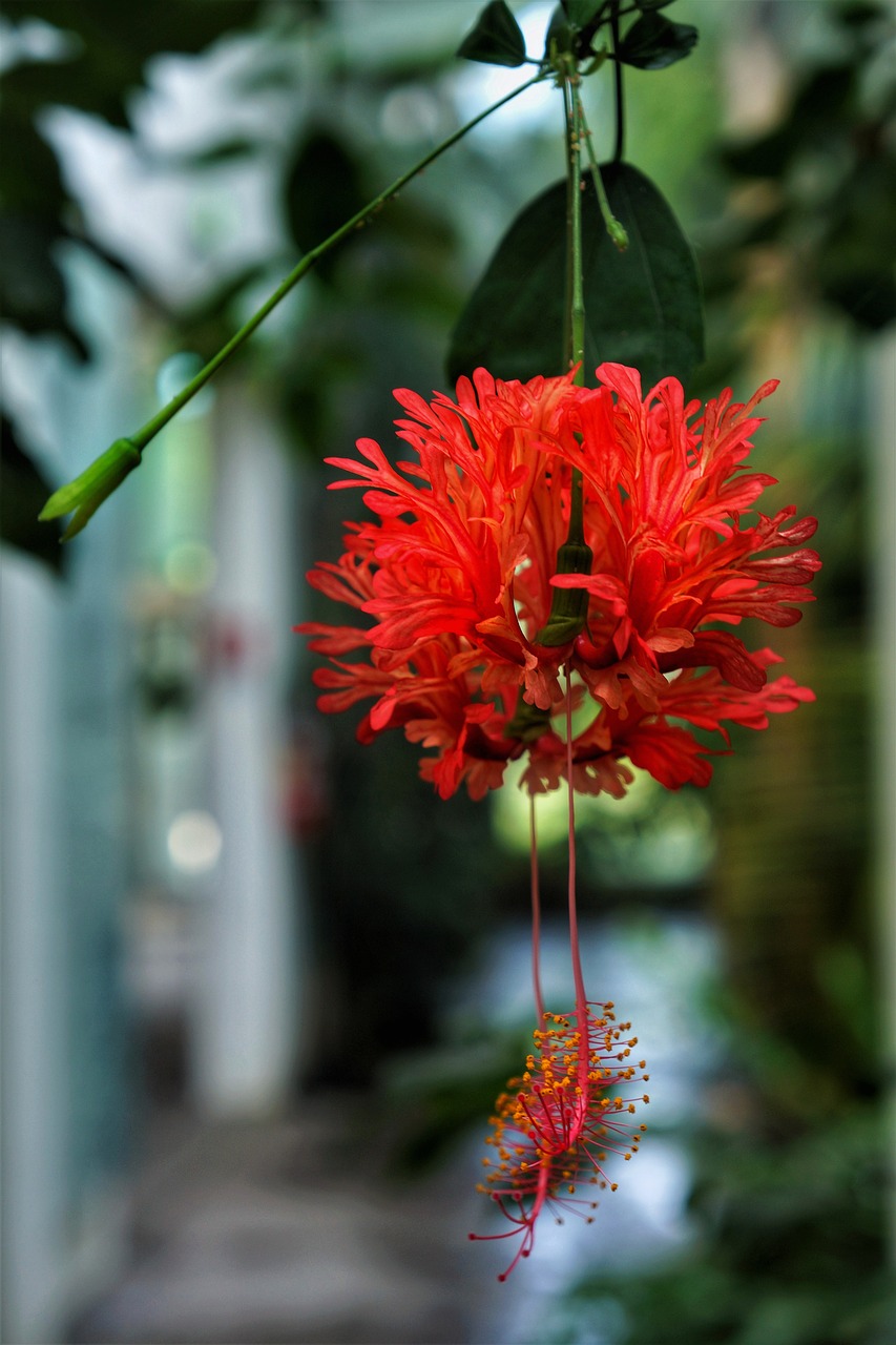 Image - flower hanging botanical gardens