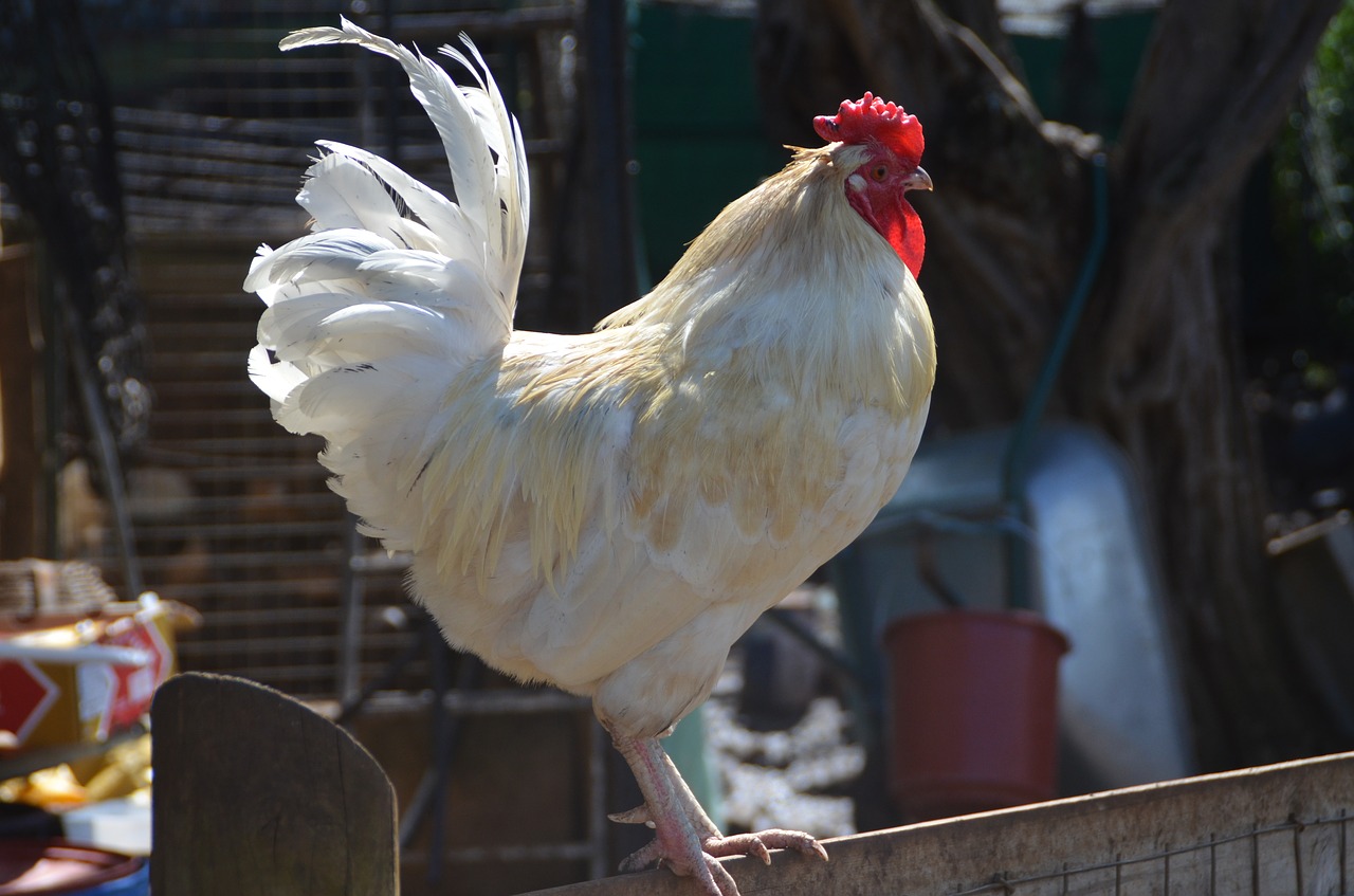 Image - chicken animal farm plumage focus