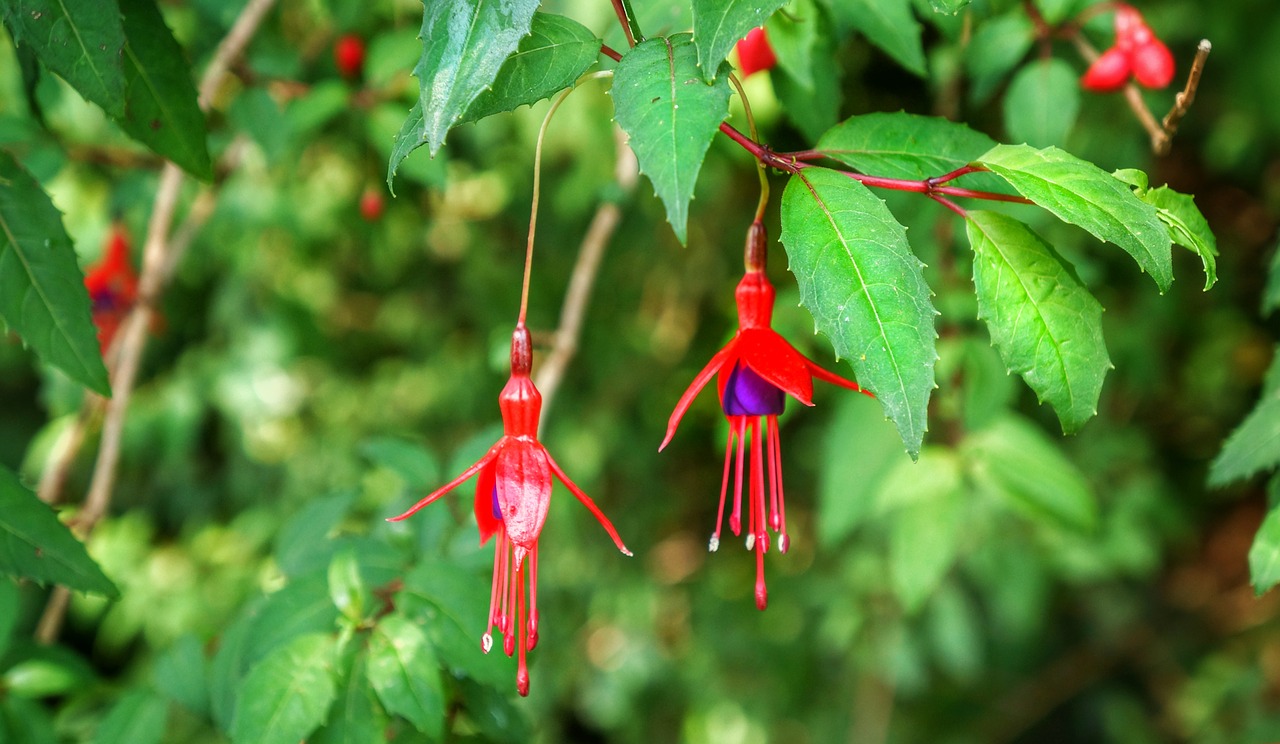 Image - wild fuchsia plants shrubs