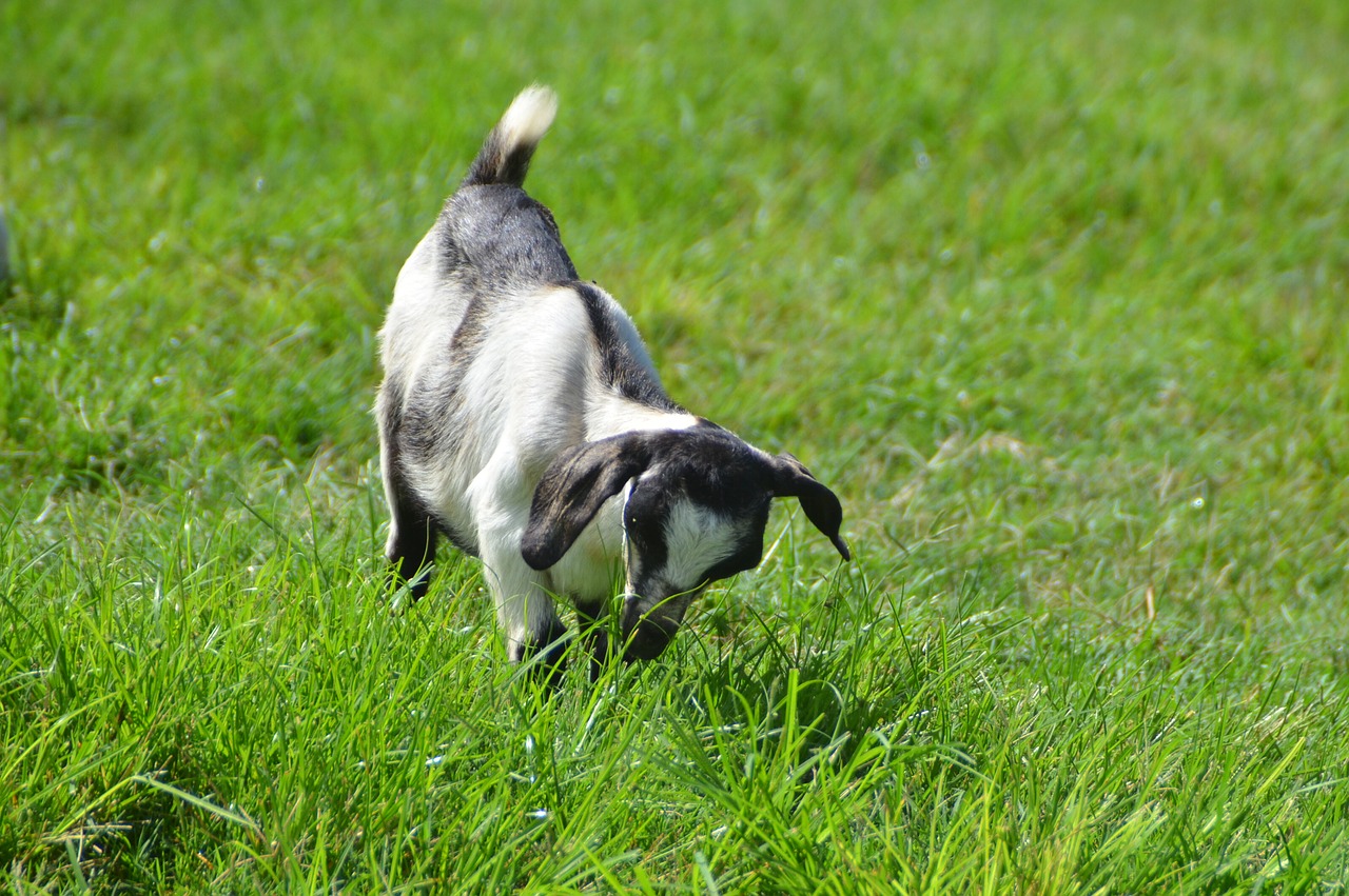 Image - wild wildlife kid goat photography