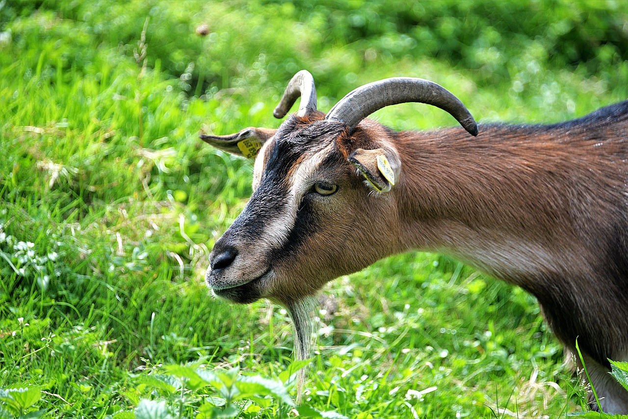 Image - goat buck goat horned ruminant