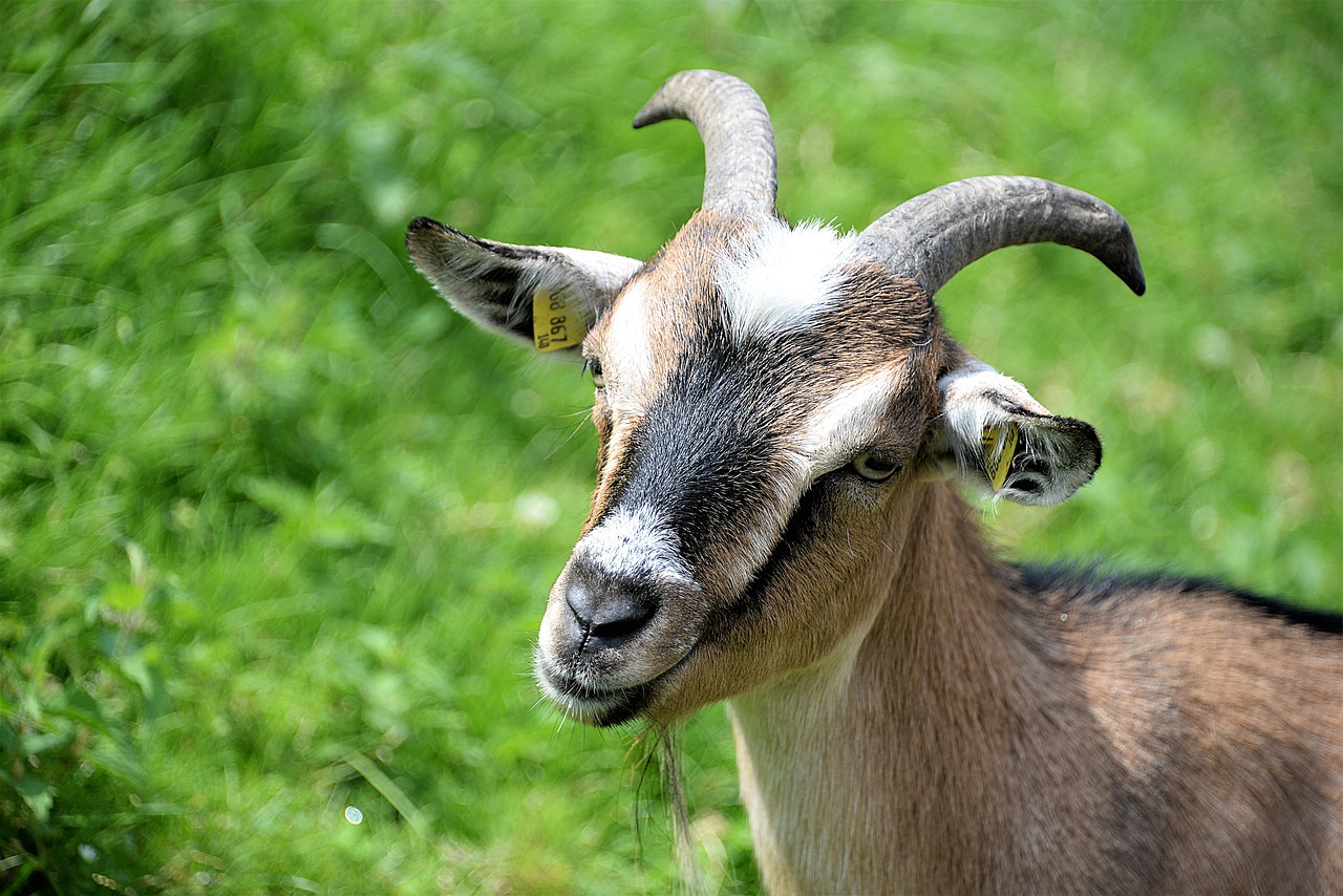 Image - goat animal portrait horned geiss