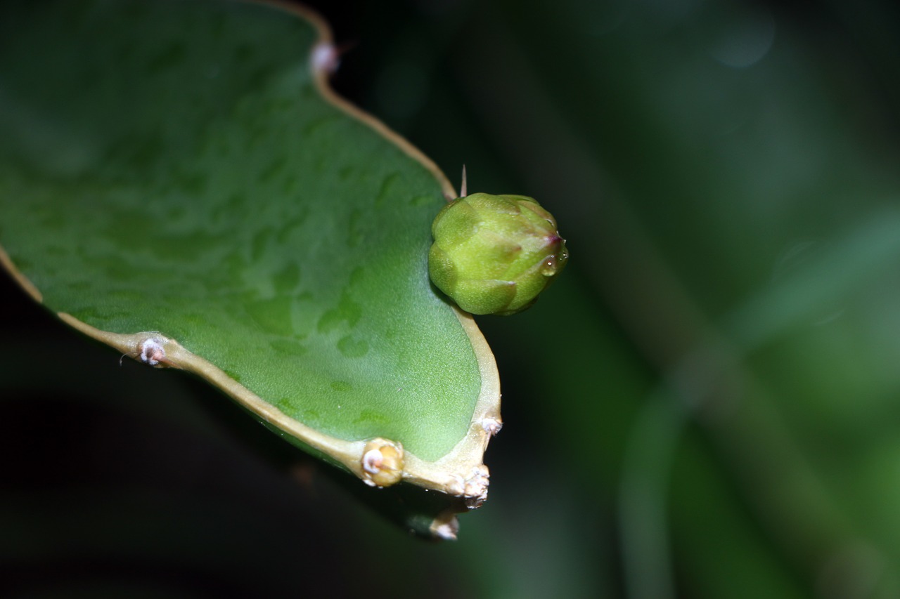 Image - plant dragon fruit the pods