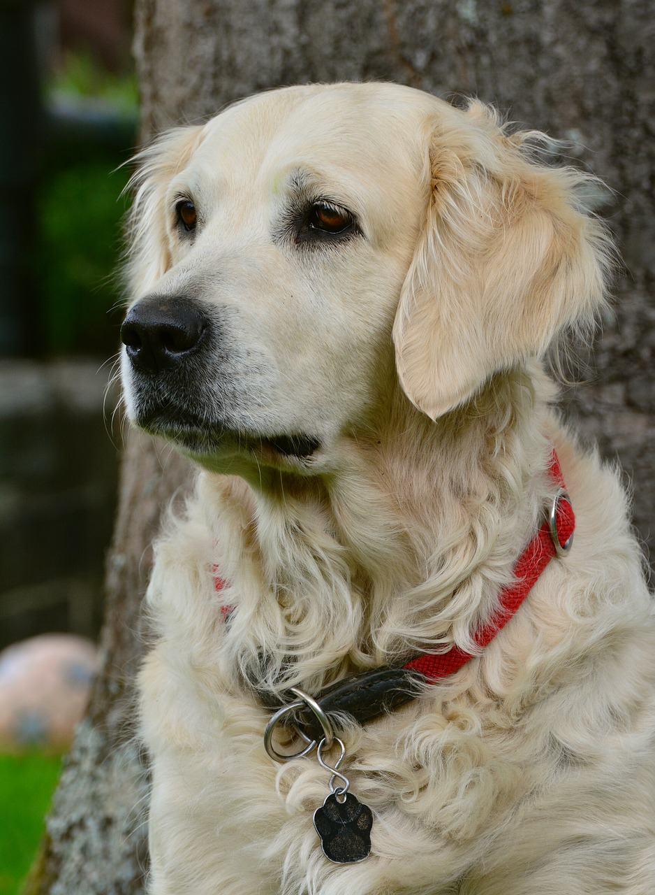 Image - dog golden retriver bitch