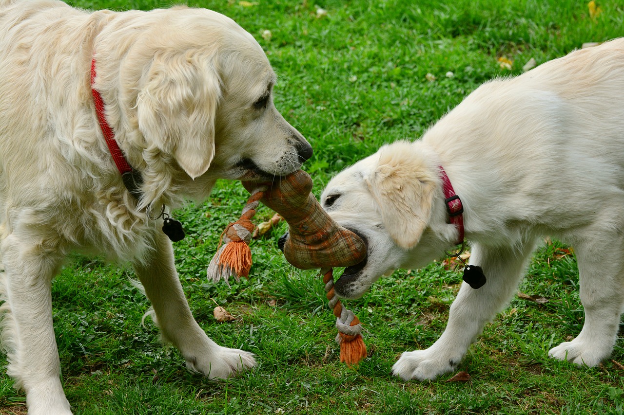 Image - dogs golden retriever playing dogs