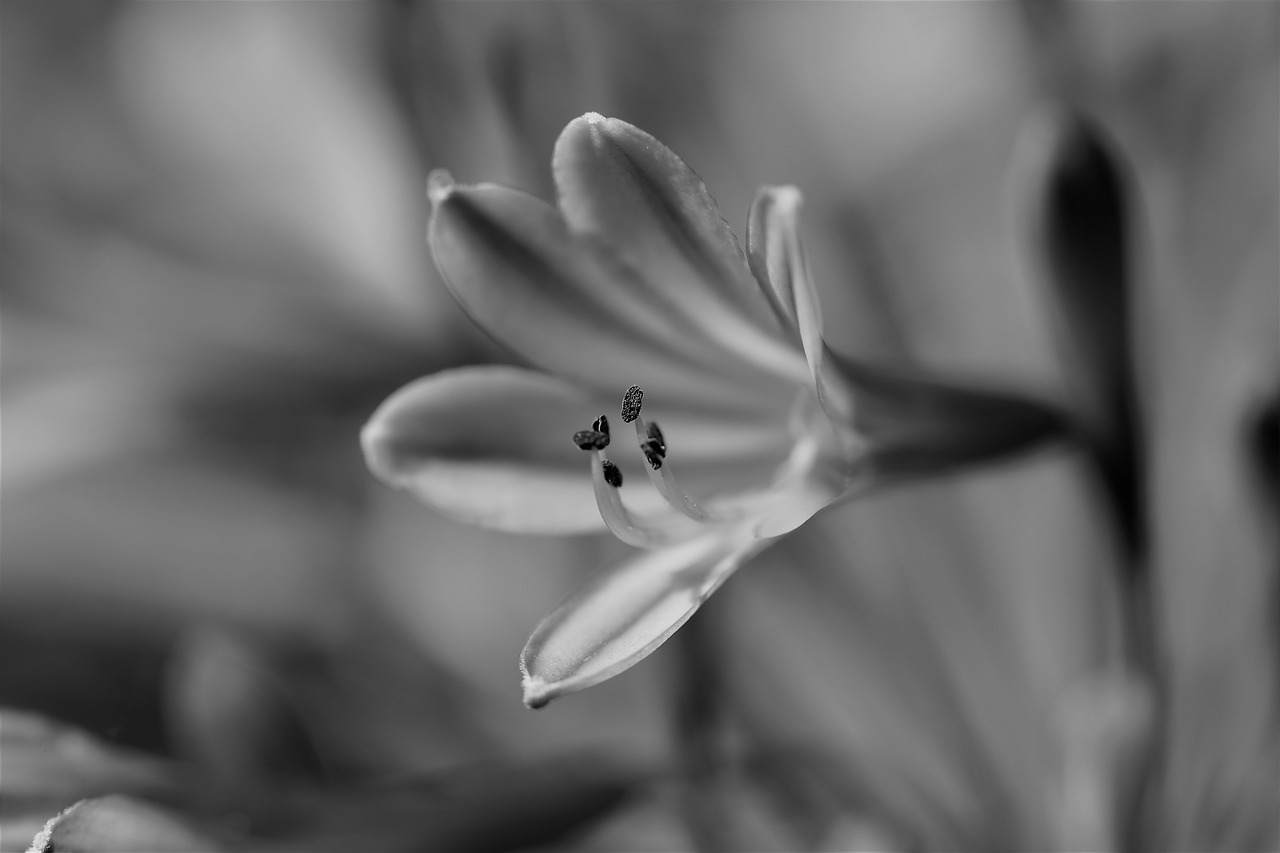 Image - black and white flower blossom