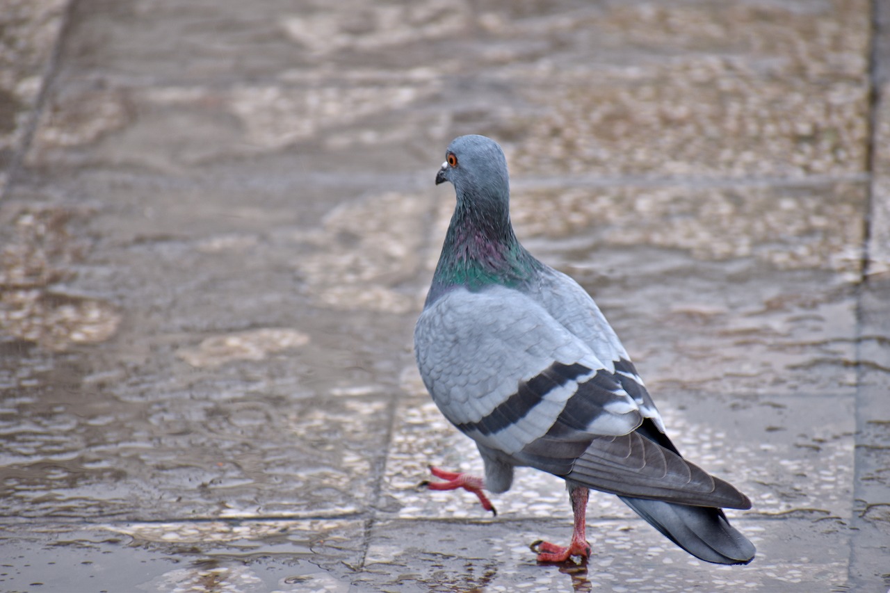 Image - pigeon rain walking feral pigeon