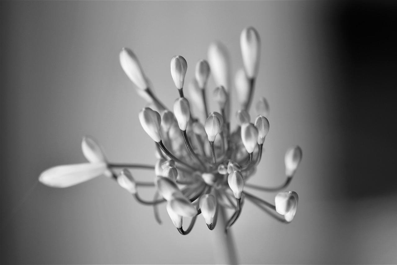 Image - black and white flower blossom