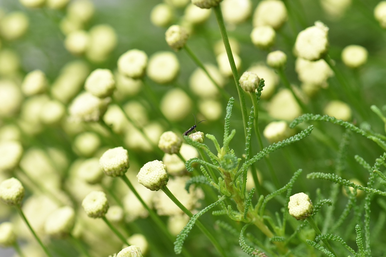 Image - olive herb spice herbs herb garden