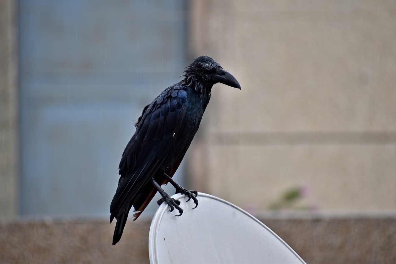 Image - raven bird drenched perching