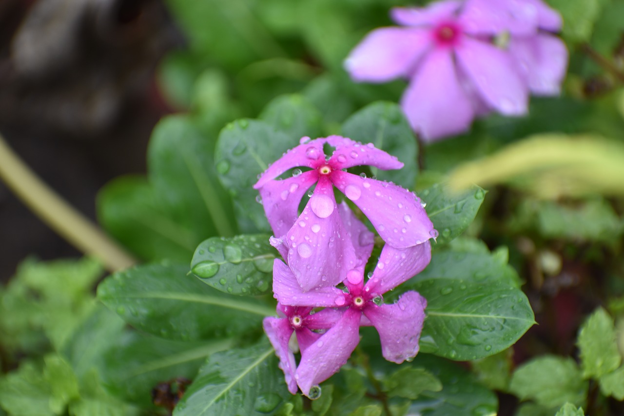 Image - vinca rosea madagascar periwinkle