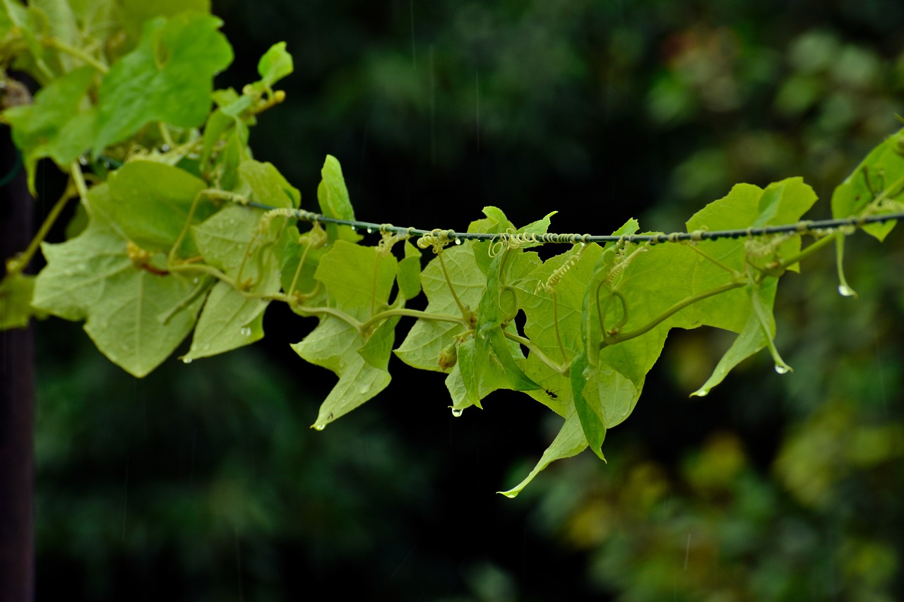Image - ridge gourd gourd climber