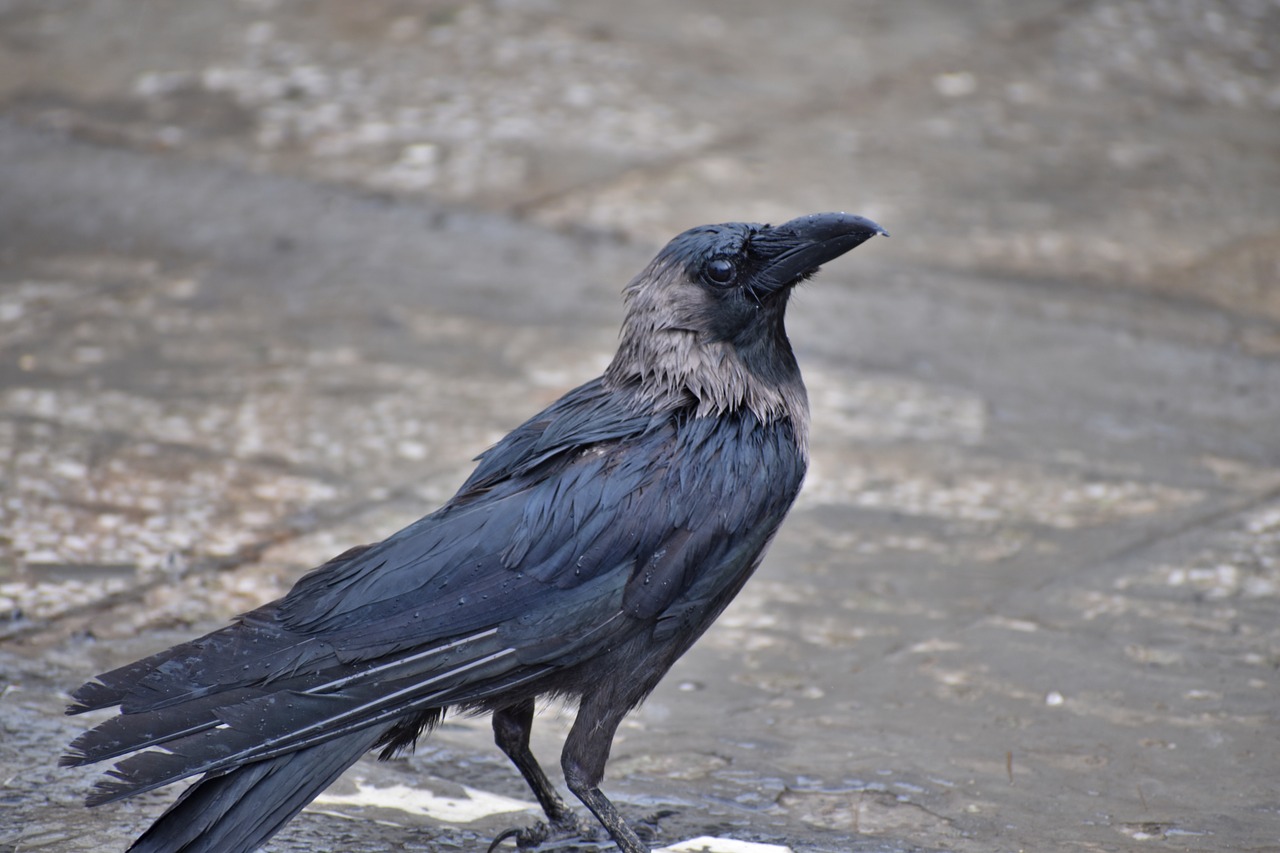 Image - crow greynecked corvus house crow