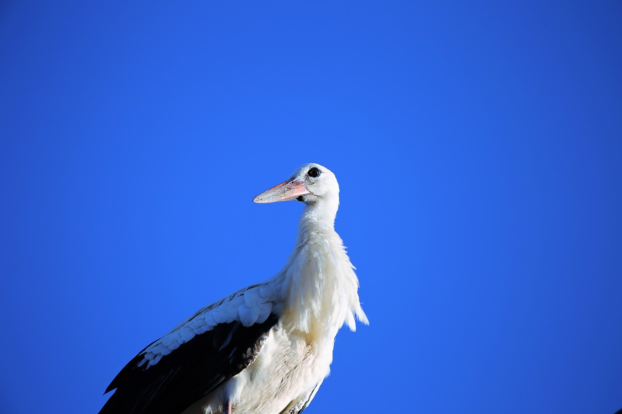 Image - young stork bird standing animal