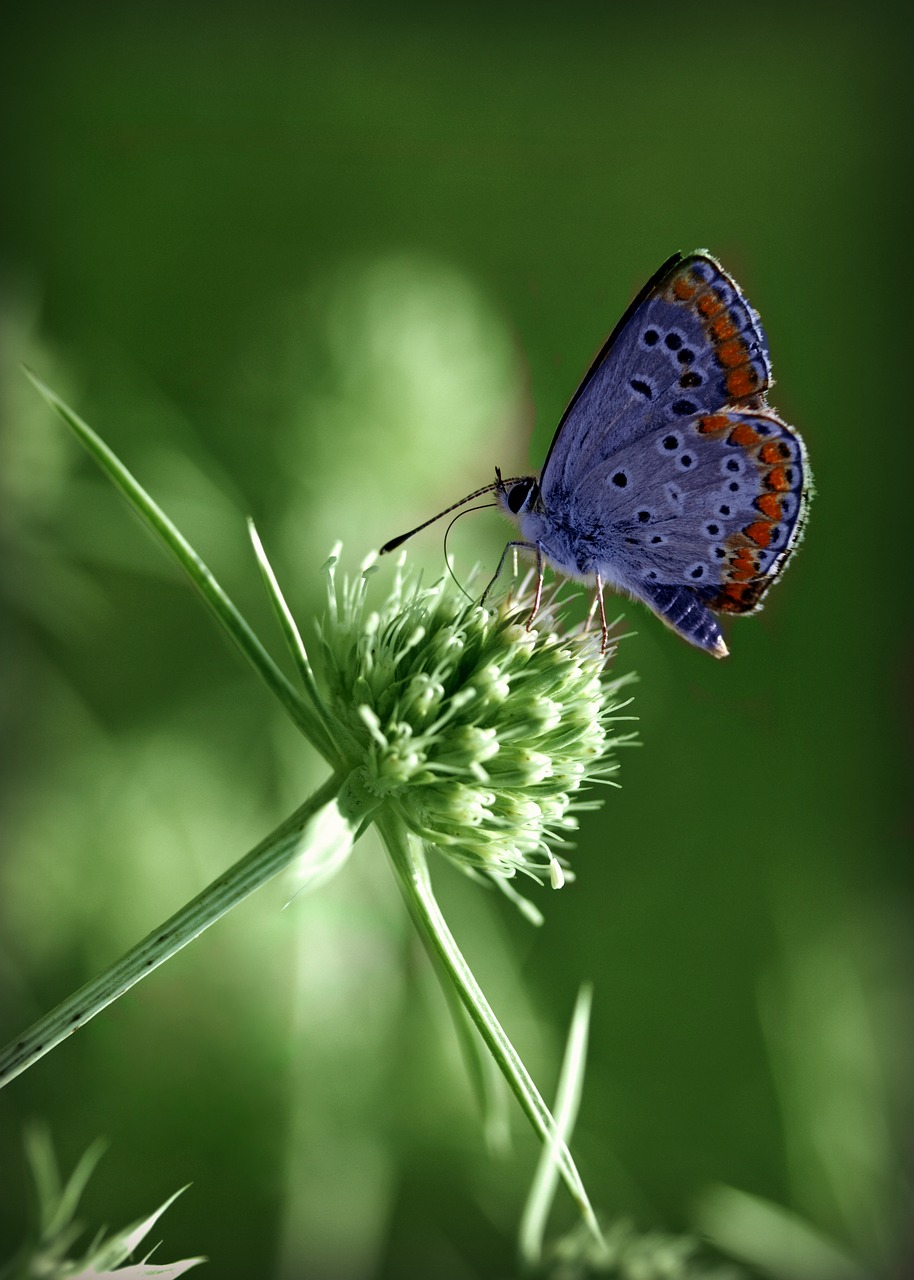 Image - butterfly blue wings insecta