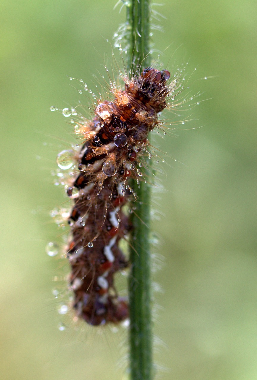 Image - caterpillar the larva wet drops