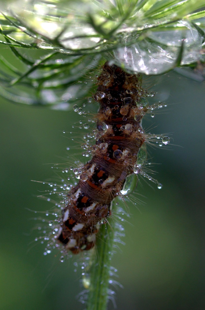 Image - caterpillar the larva wet drops