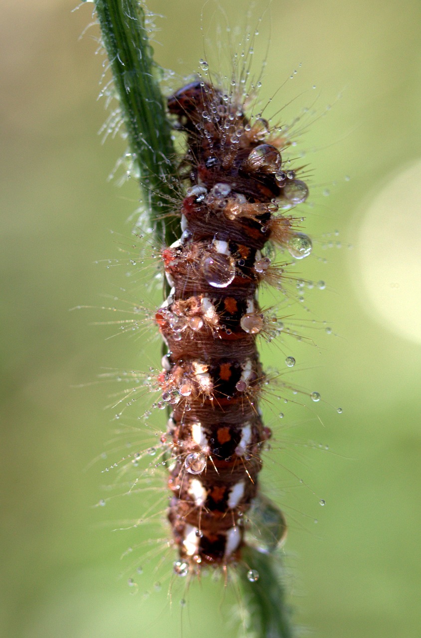 Image - caterpillar the larva wet drops