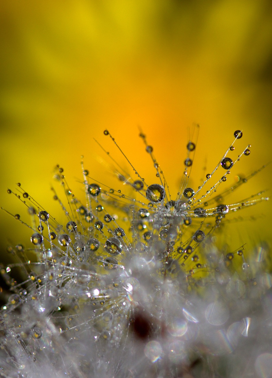 Image - dandelion macro drops reflection