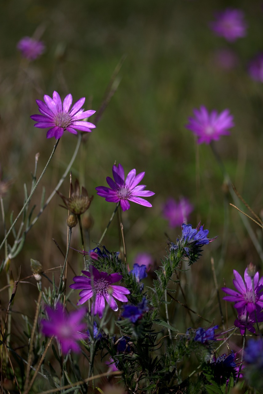 Image - immortelle plant mov flower camp